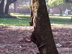 Callosciurus pygerythrus