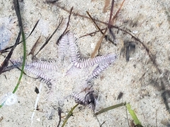 Astropecten verrilli