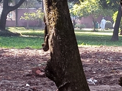 Callosciurus pygerythrus
