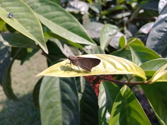 Pelopidas