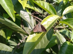 Pelopidas