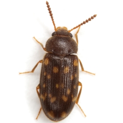 Mycetophagus pluripunctatus
