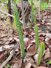 Kleinia stapeliiformis