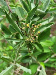 Cyphostemma omburense
