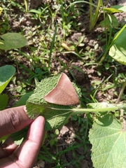 Lepidoptera