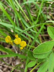 Crotalaria steudneri