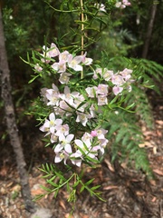 Boronia muelleri