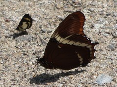 Siproeta epaphus
