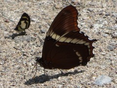 Siproeta epaphus