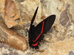 Ancyluris meliboeus