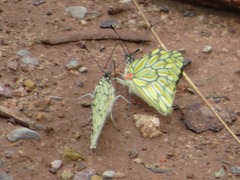 Hesperocharis marchalii