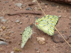 Hesperocharis marchalii