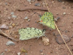 Hesperocharis marchalii