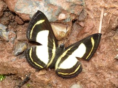 Baeotis elegantula