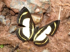 Baeotis elegantula