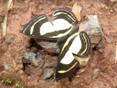 Baeotis elegantula