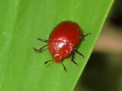 Iphiclus simplex