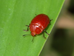 Iphiclus simplex