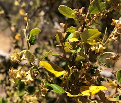 Pomaderris paniculosa