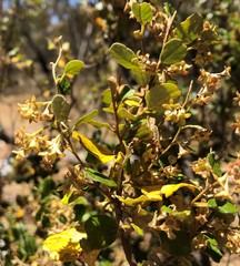 Pomaderris paniculosa