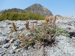 Castilleja viscidula