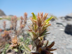 Castilleja viscidula