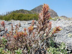 Castilleja viscidula