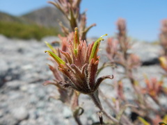 Castilleja viscidula