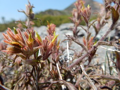 Castilleja viscidula