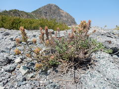 Castilleja viscidula