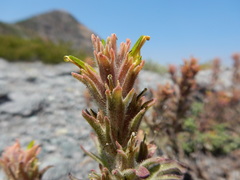 Castilleja viscidula