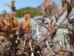 Castilleja viscidula
