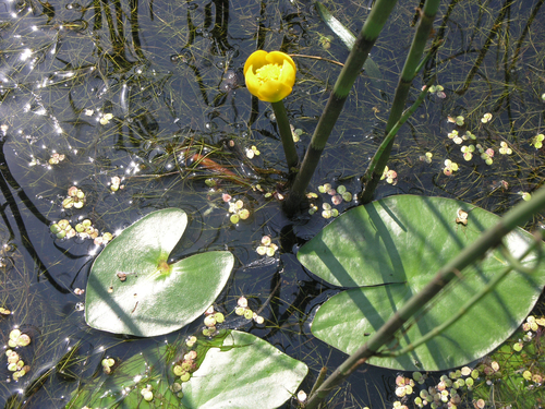 Nuphar pumila
