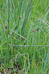 Carex jonesii