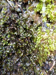 Fissidens rigidulus