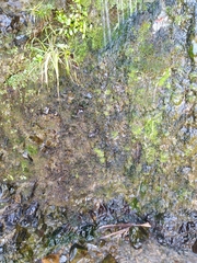 Fissidens rigidulus