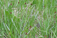 Carex jonesii