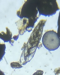 Bolivinitidae