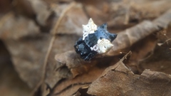 Gasteracantha mediofusca