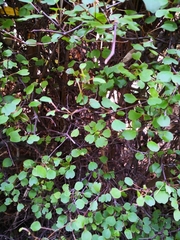 Plagianthus regius
