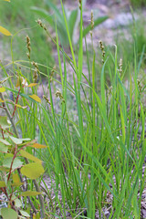 Carex occidentalis