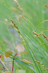 Carex occidentalis