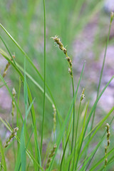 Carex occidentalis