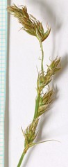 Carex occidentalis