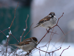 Passer domesticus