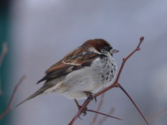 Passer domesticus