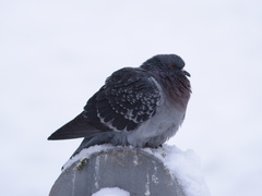 Columba livia domestica