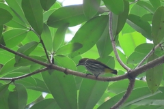 Dicaeum chrysorrheum