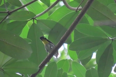 Dicaeum chrysorrheum