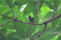 Dicaeum chrysorrheum